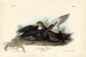 Duskey Duck